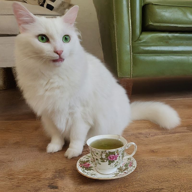 Catnip Tea