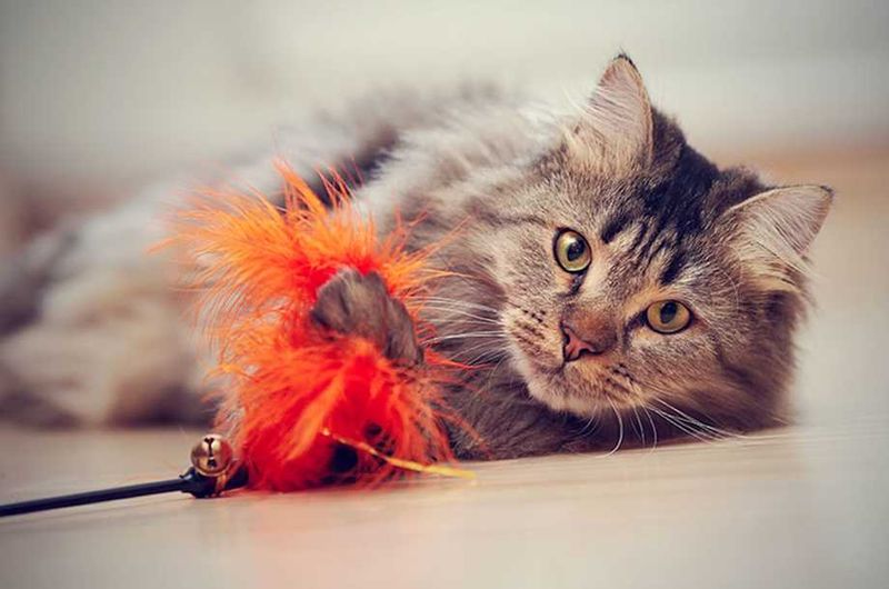 Catnip Toys
