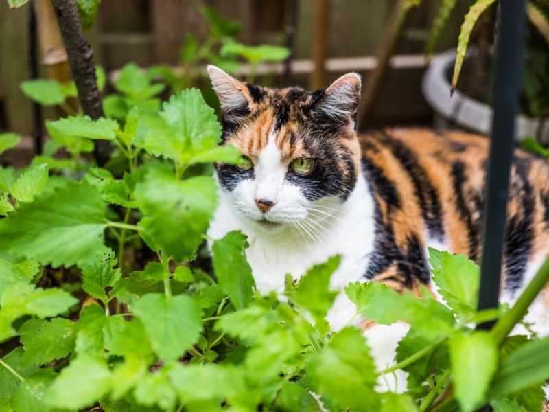 Catnip