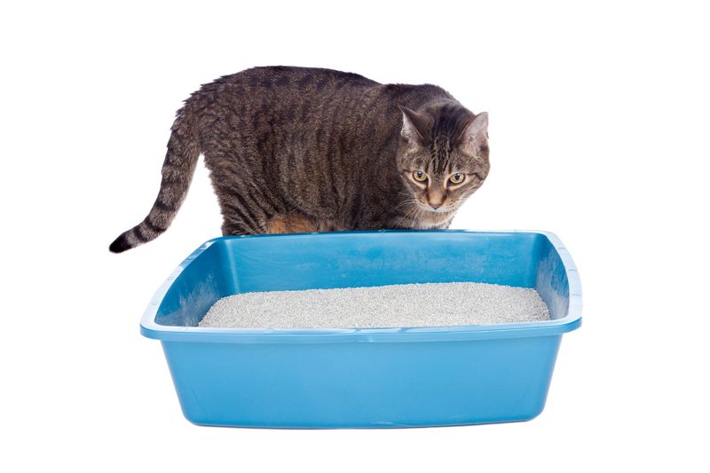 Cats Always Cover Their Waste