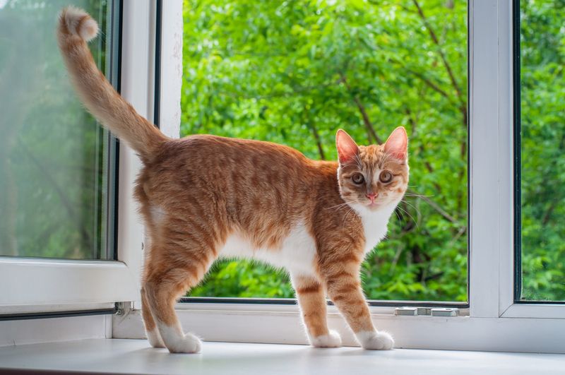 Cats Always Land on Their Feet