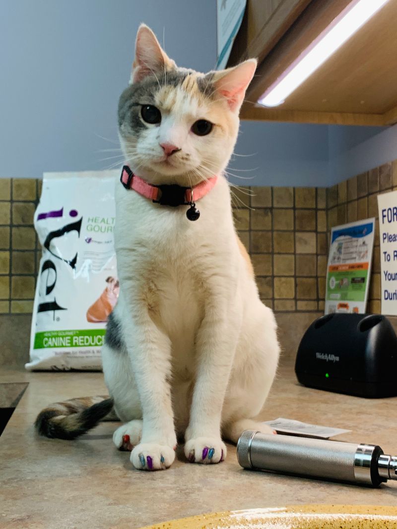 Cats Are Low-Maintenance Pets