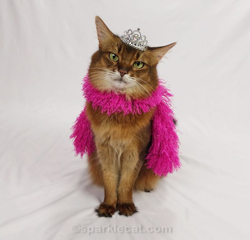 Cats Are Not Low-Maintenance