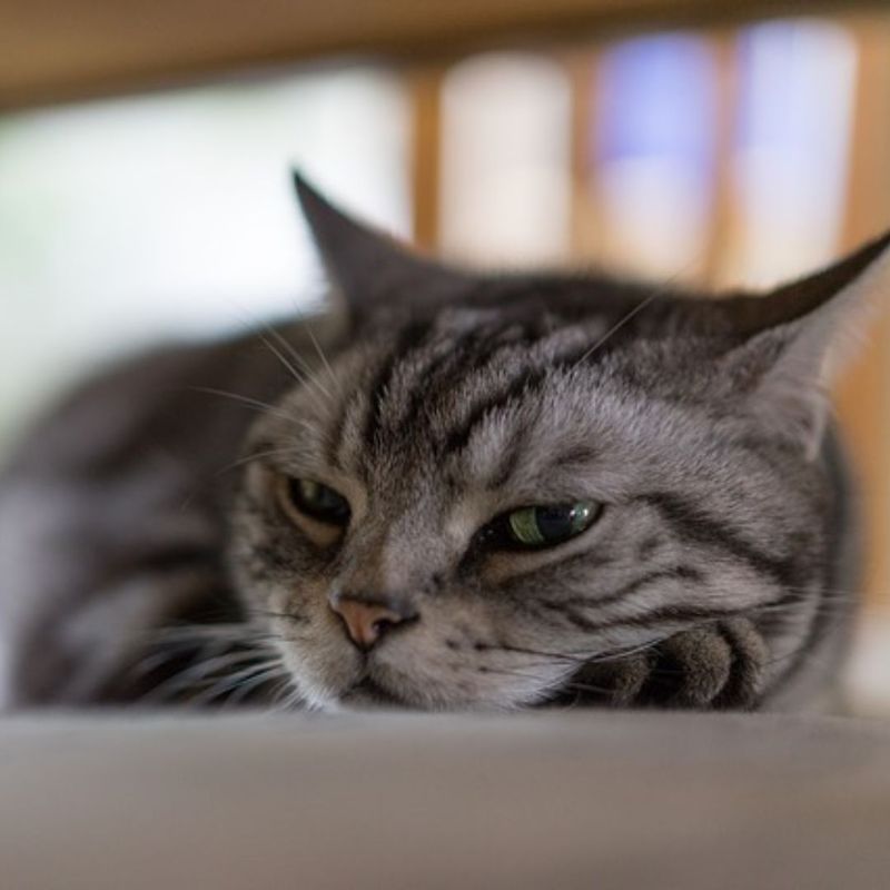 Cats Can Be Aloof