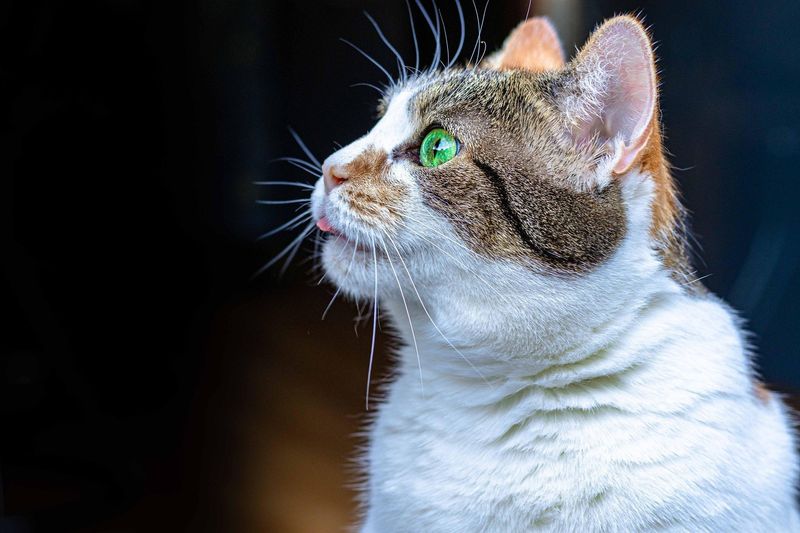 Cats Can Taste The Air
