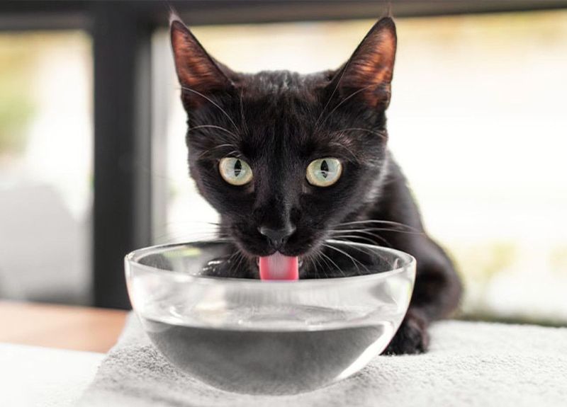 Cats Can Taste Water's Texture
