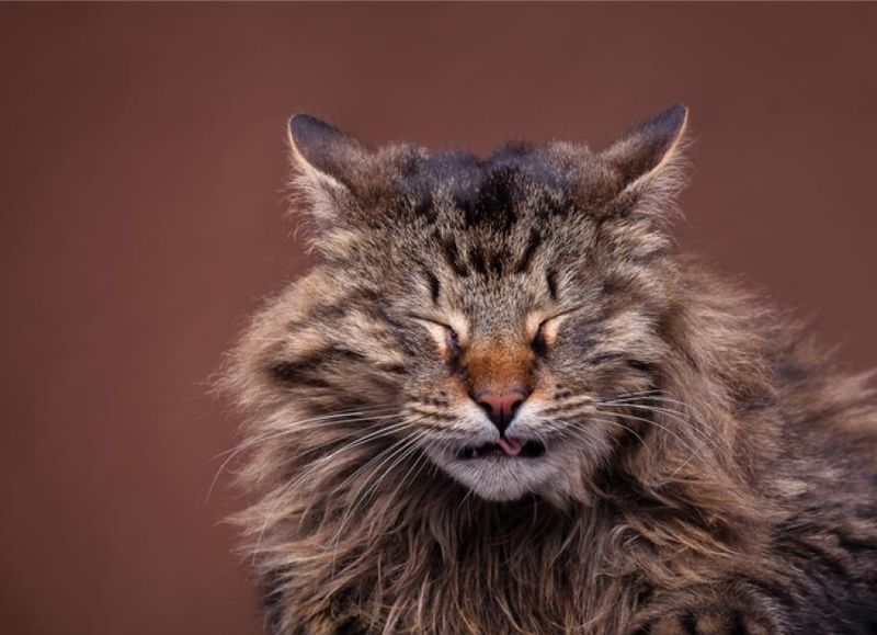 Cats Can Trigger Allergies
