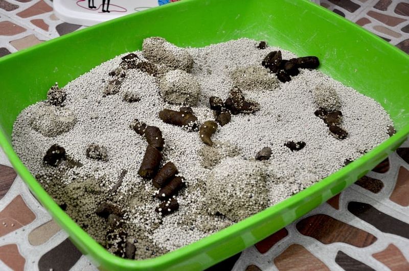 Cats Don't Mind Dirty Litter Boxes