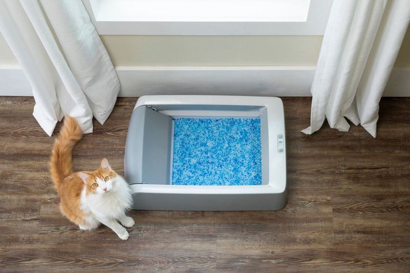 Cats Don't Care About Litter Box Location