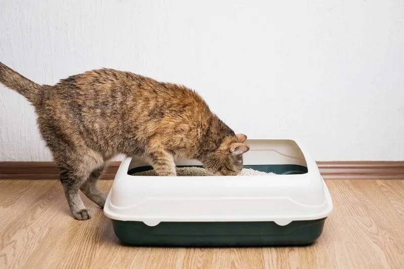 Cats Don't Have Litter Box Preferences