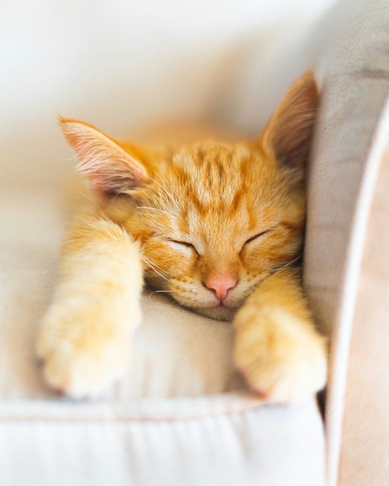 Cats Experience Dreams And Nightmares
