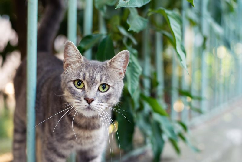 Cats Have Built-In GPS Systems