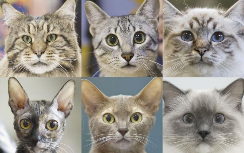 Cats Have Unique Personalities