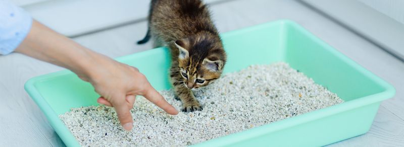 Cats Instinctively Use Litter Boxes