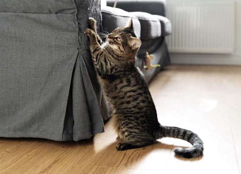 Cats May Scratch Furniture