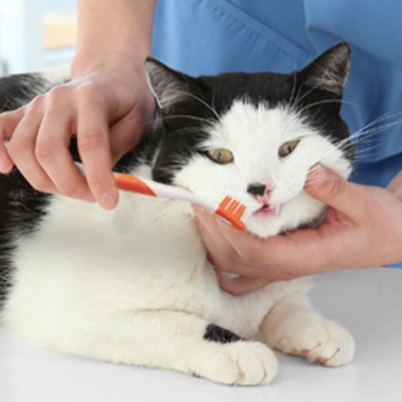 Cats Need Regular Dental Care