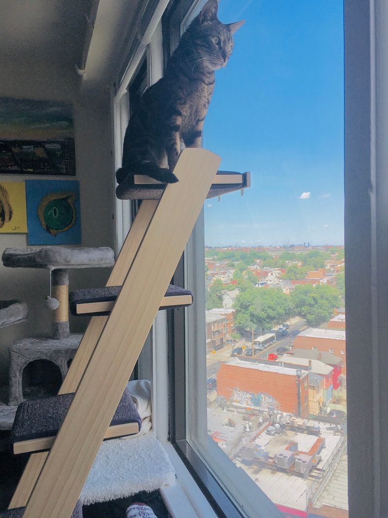 Cats Need Space