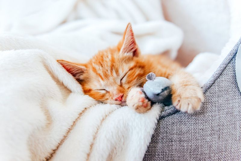 Cats: Nocturnal Narratives