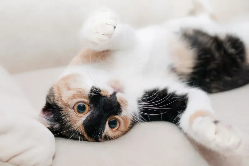 Cats Perceive Vibrations Through Their Bellies