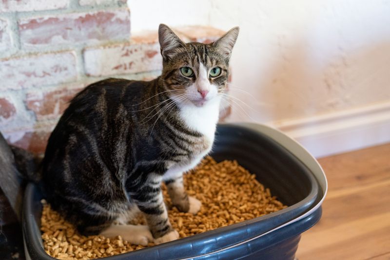 Cats Prefer Fine Sand-like Litter