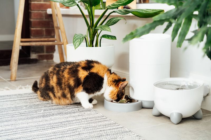 Cats Require Health Monitoring