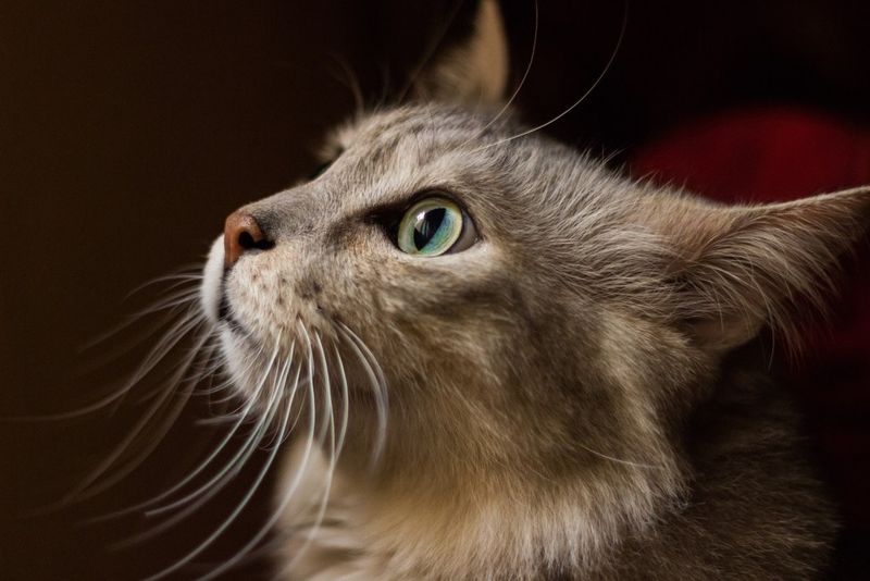 Cats See In The Dark With Their Whiskers