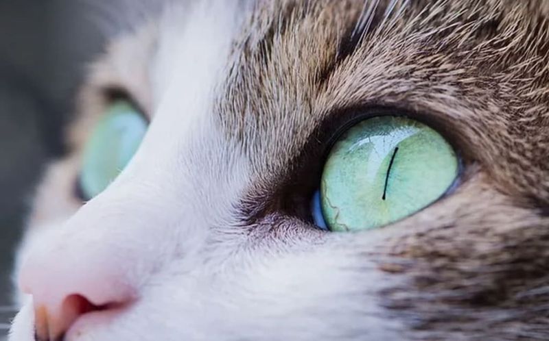 Cats See Ultraviolet Light