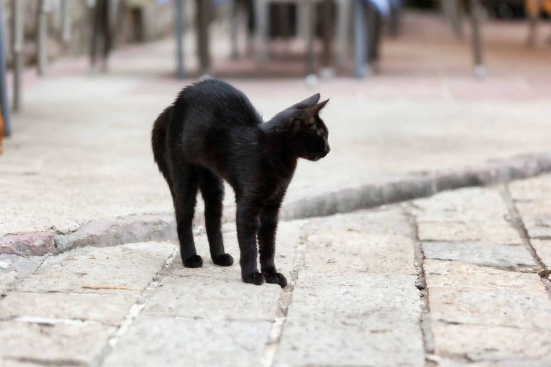 Cats Use Body Language to Communicate Clearly