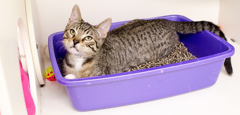Cats Will Always Use the Litter Box If It's Available