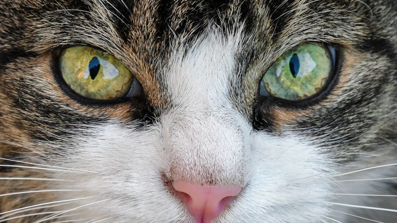 Cats and Color Vision
