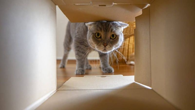 Cats' Natural Cautiousness