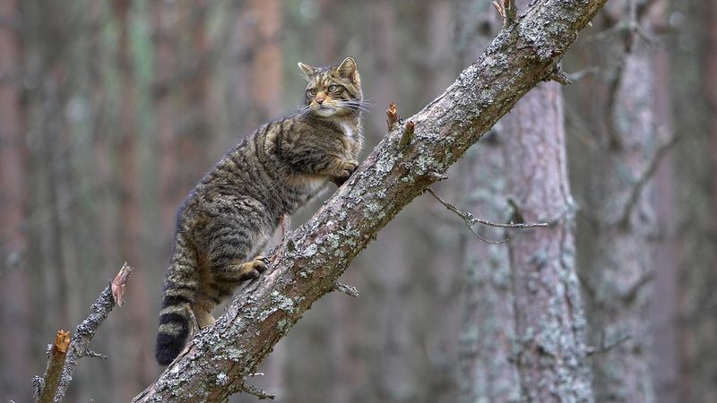 Celtic Beliefs: The Wildcat Spirit