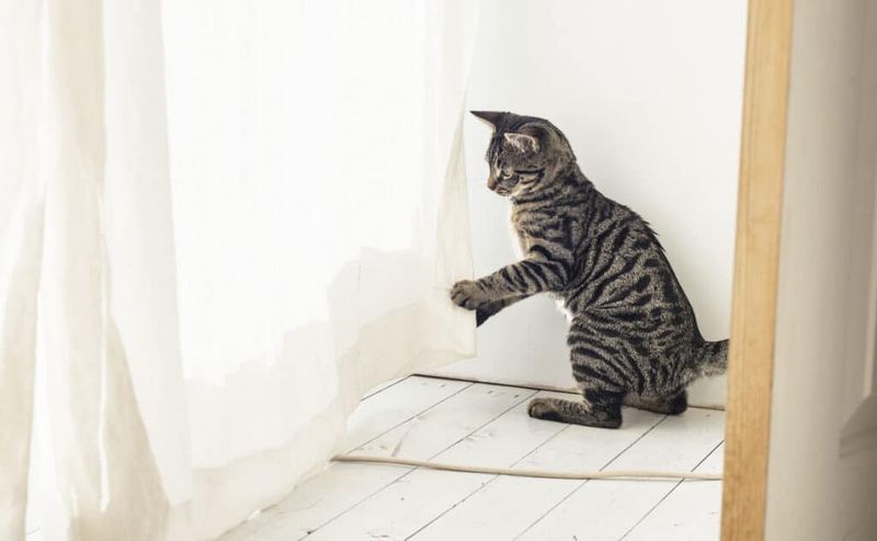 Challenges in Understanding Cats