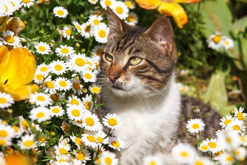 Chamomile