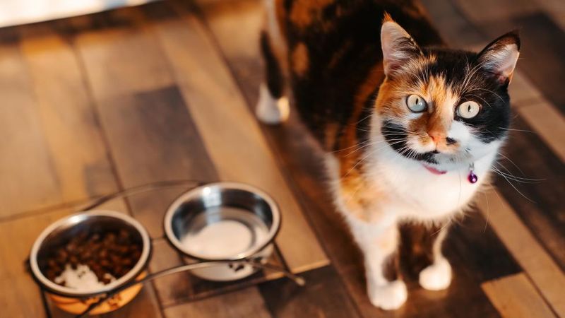 Changes in Appetite – Eating Too Much or Too Little