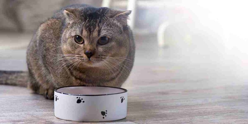 Changes in Appetite