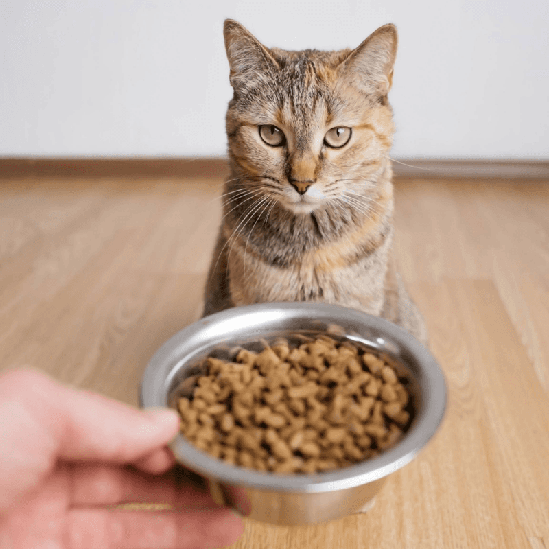 Changes in Appetite