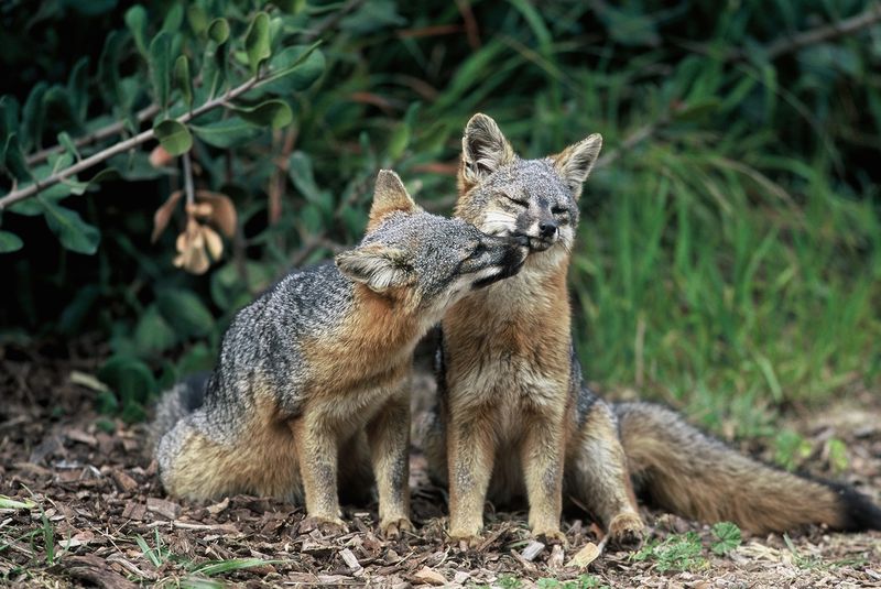 Channel Islands Fox