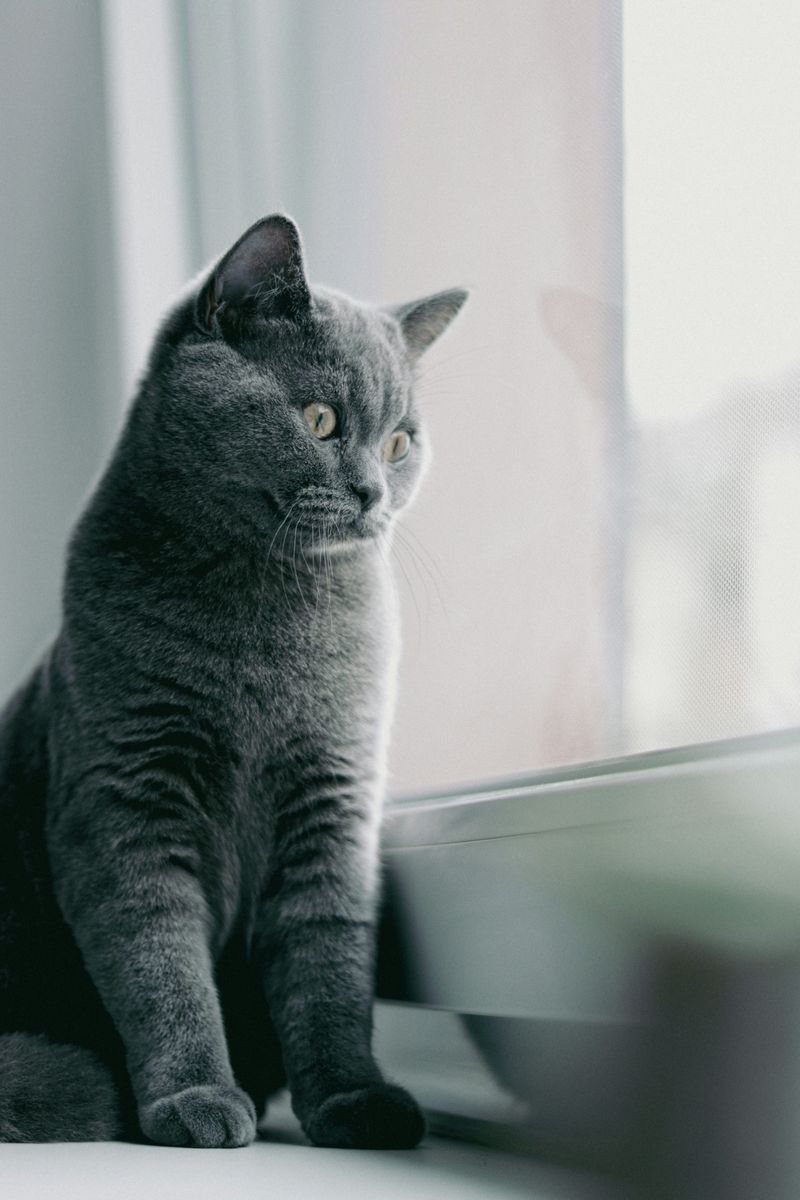 Chartreux