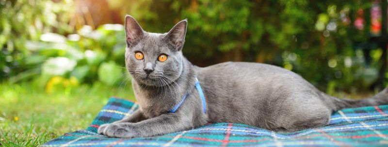 Chartreux