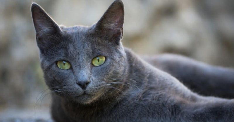 Chartreux