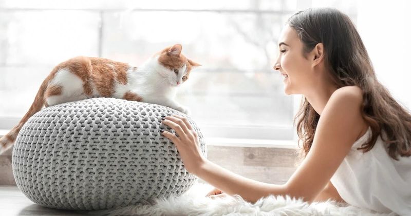 Chatting With Special Meows Just For You