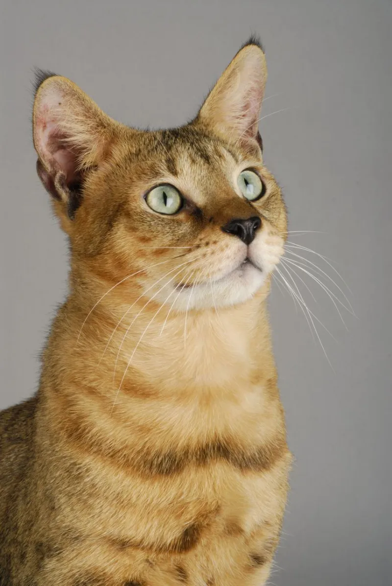 Chausie Cat