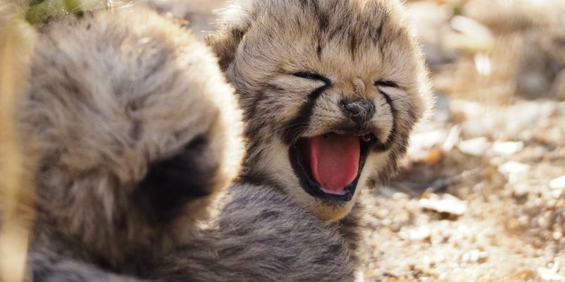 Cheetah
