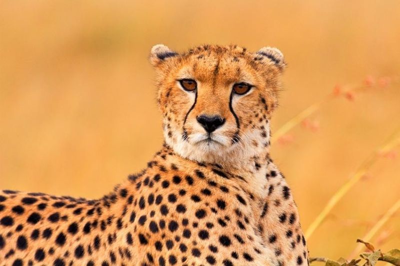Cheetah (Acinonyx jubatus)