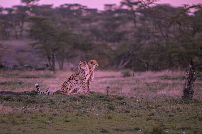 Cheetahs' Nocturnal Shift Due to Climate Change
