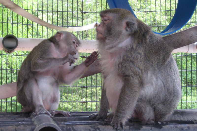Chimpanzees