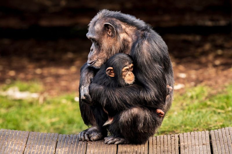 Chimpanzees