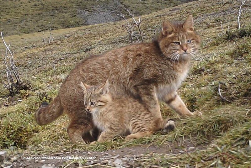 Chinese Mountain Cat