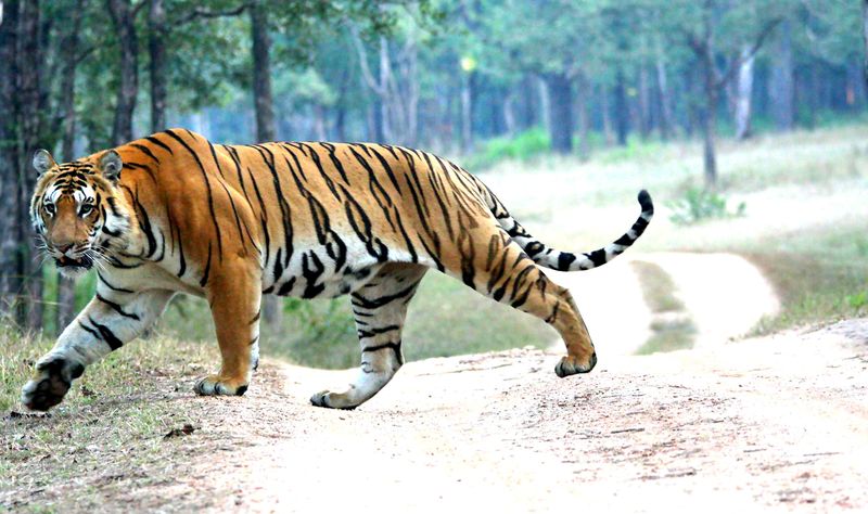 Chitwan National Park, Nepal